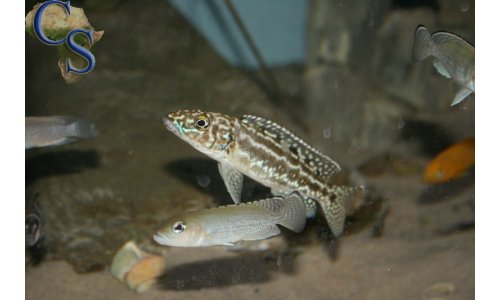 Lepidiolamprologus nkambae